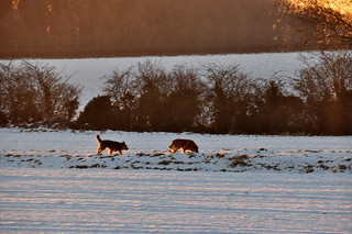 DSC_0015 Scawby North Lincolnshire White Christmas Day Morning Sunrise 8.40 am Winter Snow Dog Walker