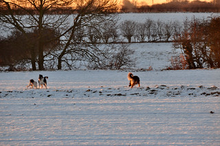 DSC_0021 Scawby North Lincolnshire White Christmas Day Morning Sunrise 8.40 am Winter Snow Dog Walker