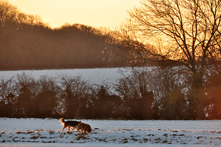 DSC_0016 Scawby North Lincolnshire White Christmas Day Morning Sunrise 8.40 am Winter Snow Dog Walker