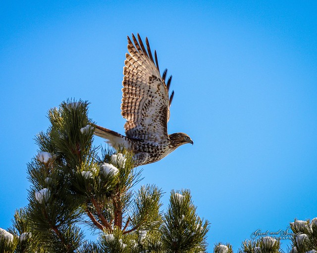 Red-Tailed Hawk