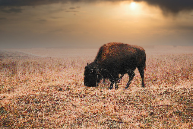 Bison captured on film (Explore 1-13-21)