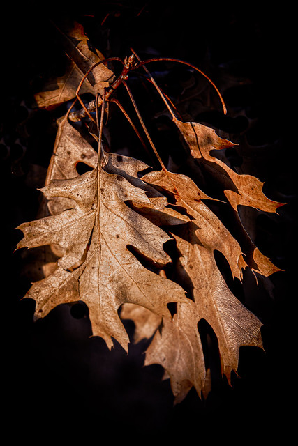 IMG_0049 Oak #Leaves