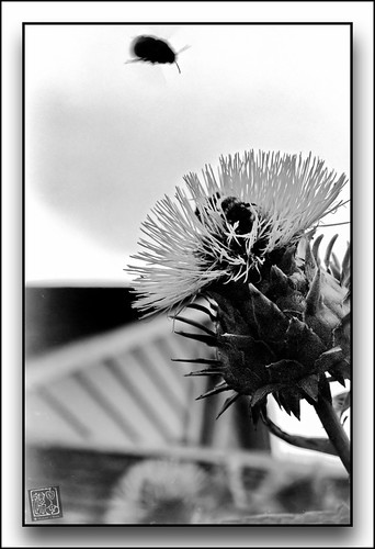 Bzzzzzzz | by Michael J Breen