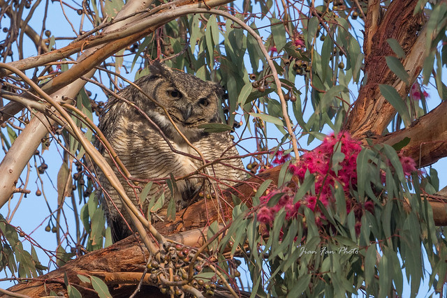 Great Horned Owl and Eucalyptus flowers