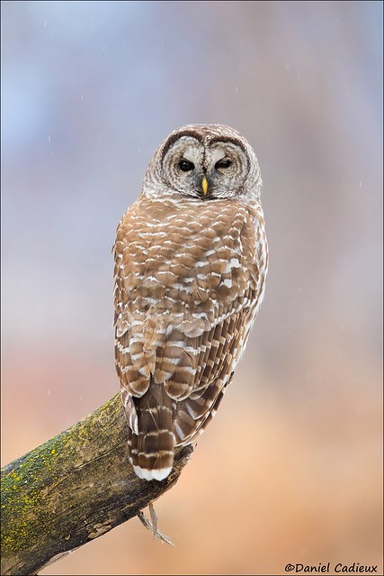 Barred Owl Rotation