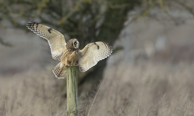 Short-eared Owl landing