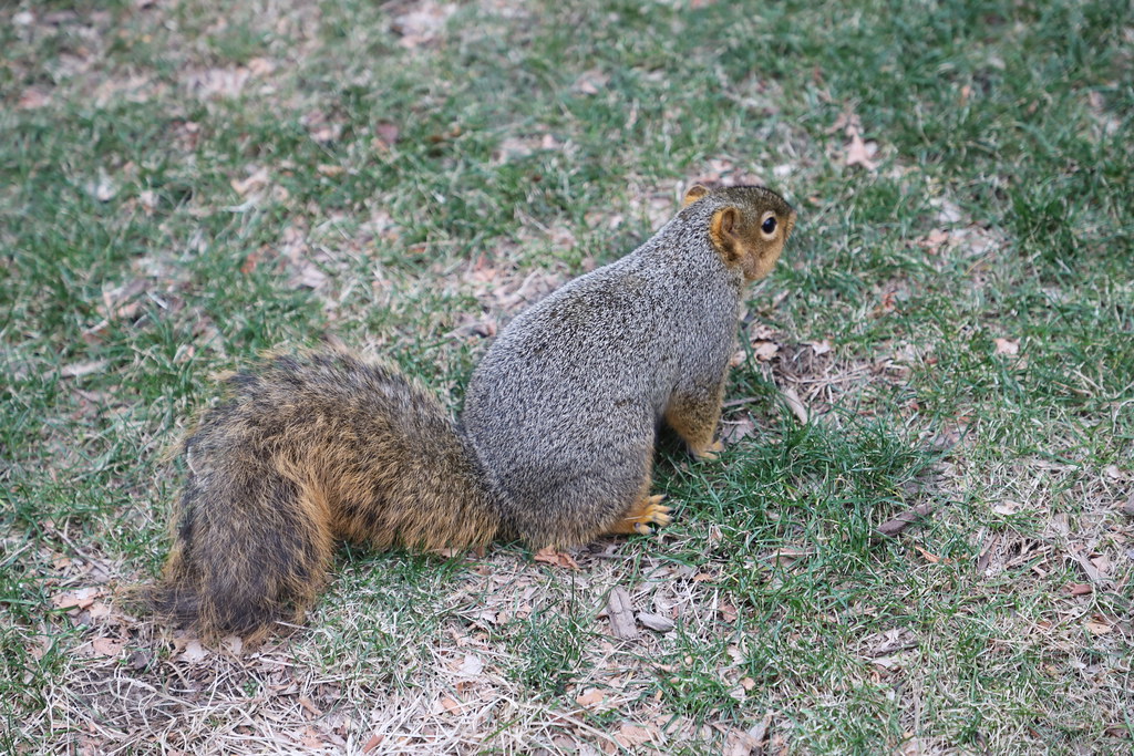 Fox Squirrels in Ann Arbor at the University of Michigan on January 12th, 2021