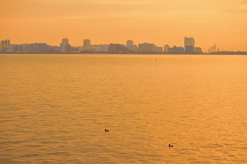 chiba japan bird birds water tokyobay sunset wild sundown urban seascape animals wildlife asia