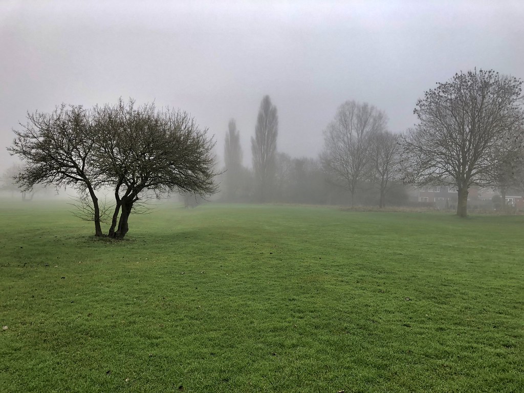 Misty trees on the fairway