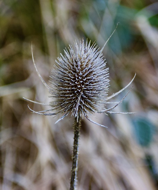 Frosty the Teasel