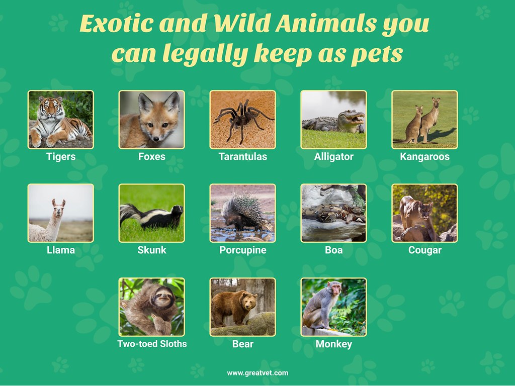 Keeping pets перевод. Keeping Wild animals as Pets. Pros and cons of keeping Wild animals. Pros and cons of keeping Wild animals as Pets. Exotic Pets на английском.