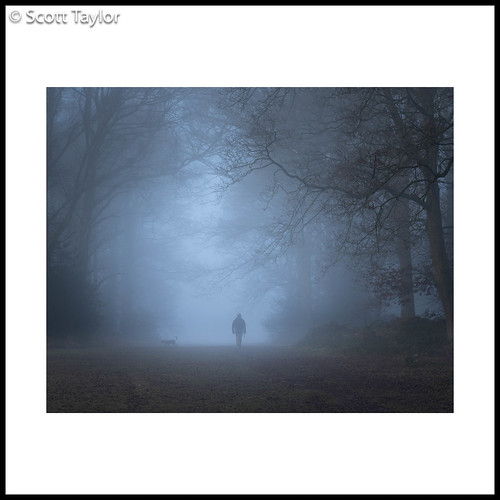 woodland chilternhills landscape sonyfe24105f4goss mist handheld photoshop sonya7riii sony lightroom fog