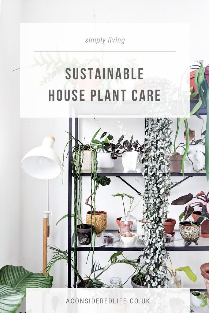 Sustainable House Plant Care
