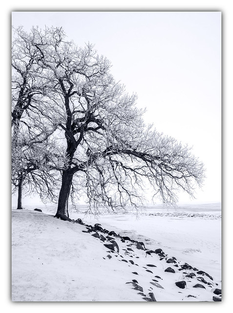 frozen oak