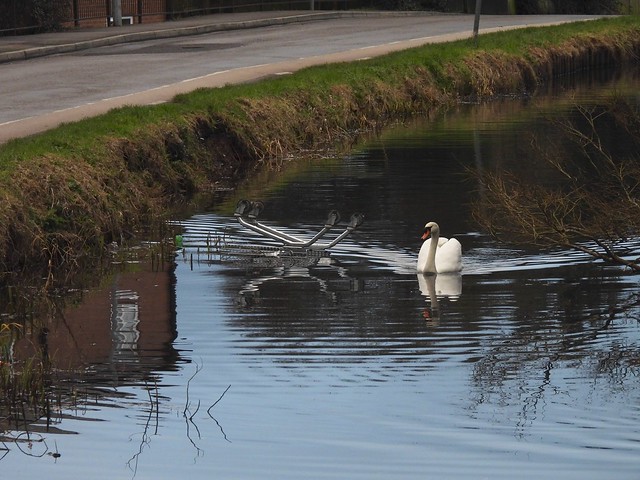 Mute Swan & Trolley, Monmouthshire-Brecon Canal, Star Street, Old Cwmbran 13 January 2021