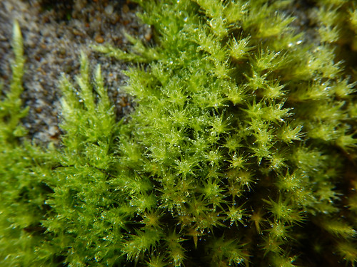 Macro of a mossy wall in Shaughnessy, Vancouver