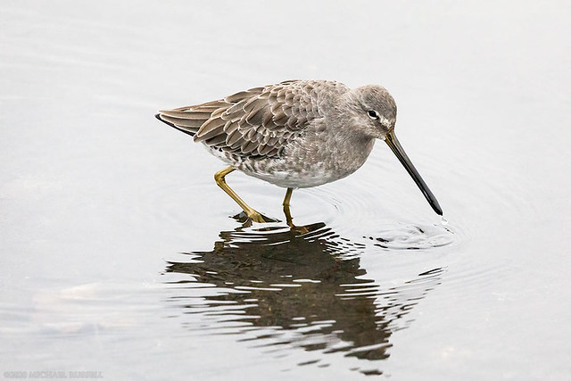 Long-Billed Dowitcher Foraging at Burnaby Lake