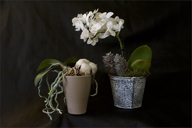 orchidée et coton