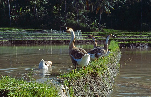 Near Legazpi, geese near Malilipot