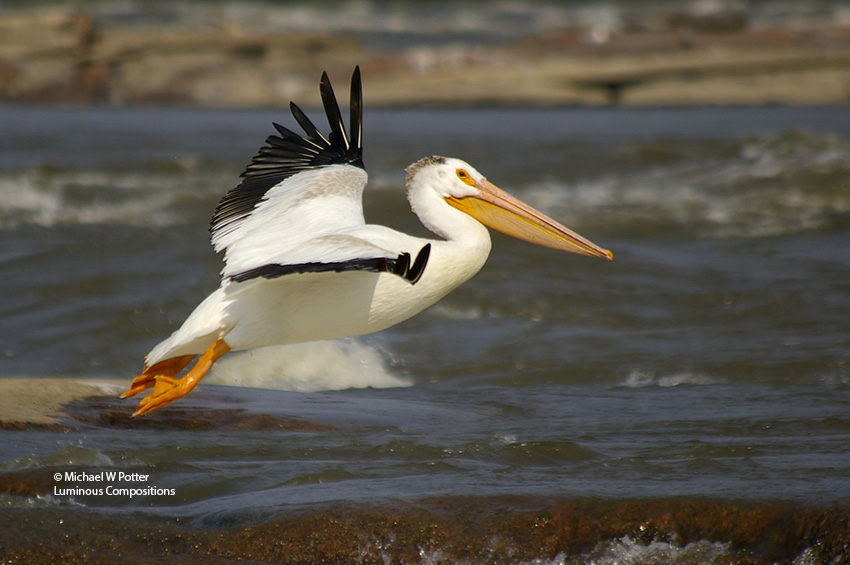 American White Pelican in flight