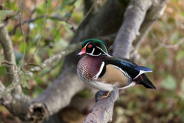 Male Wood Duck (Aix sponsa) on a Tree Branch