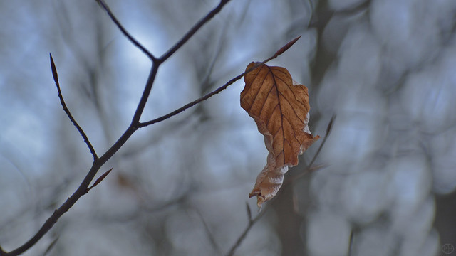 last leaf to fall
