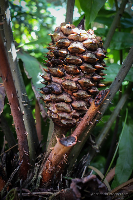 Ceratozamia kuesteriana