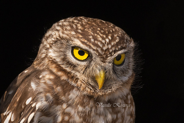 Athene noctua, Κουκουβάγια, Little Owl