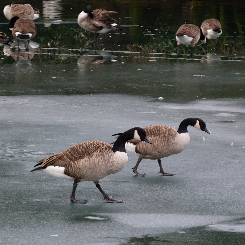 Goose-stepping, slippery surface