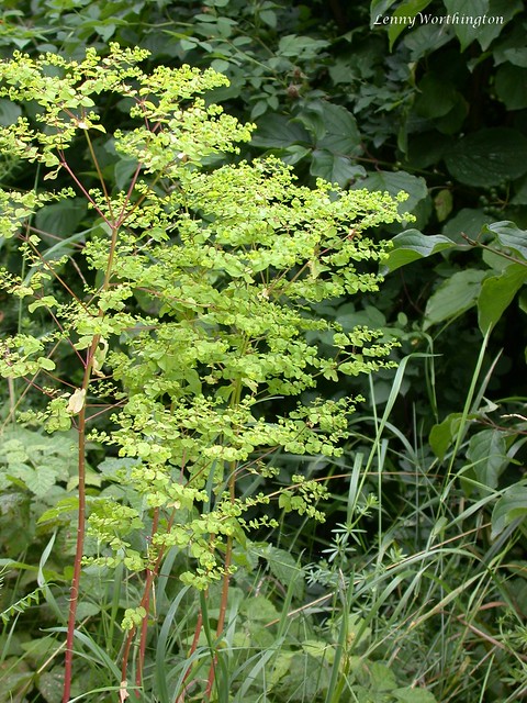 Upright Spurge Euphorbia serrulata