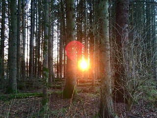 Sunset through the trees, Doune