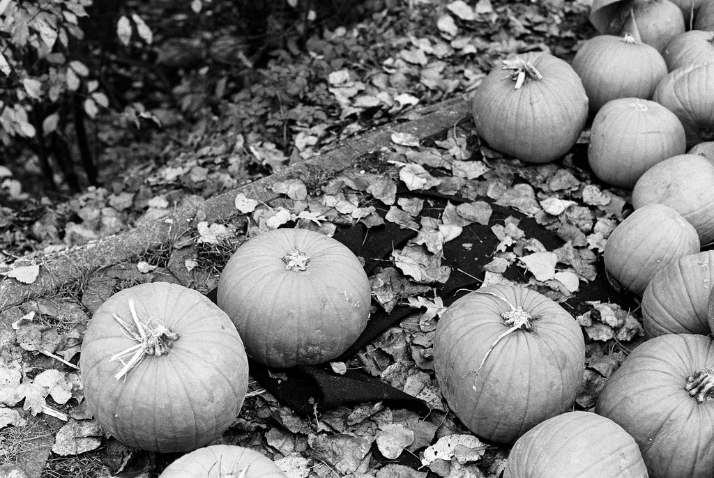 Pumpkins № 5 to 26. Pumpkin disaster series.
