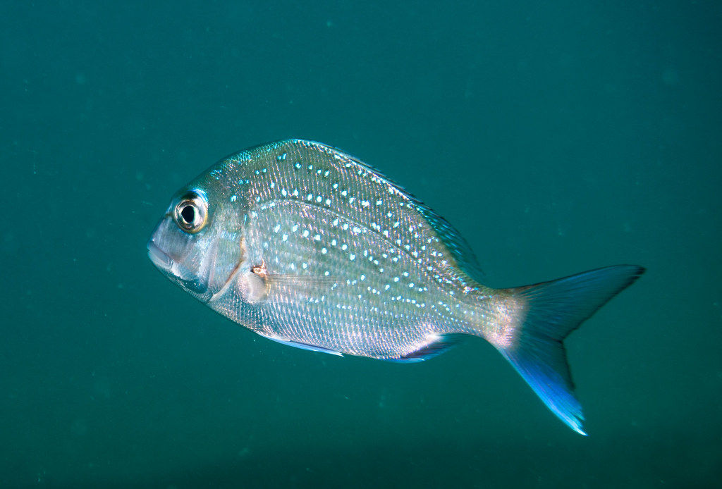 Snapper Flickr Snapper | Shelly Beach Manly | John Turnbull | Flickr