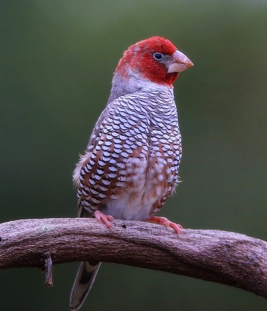 Red-headed Finch     .....     male