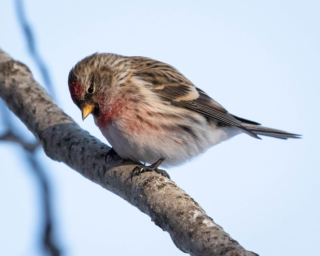 Common Redpoll looking down