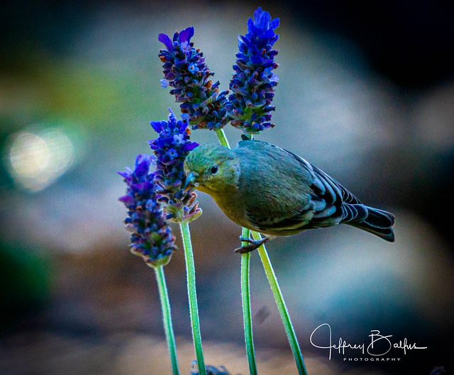 Finch in the lavender-941083