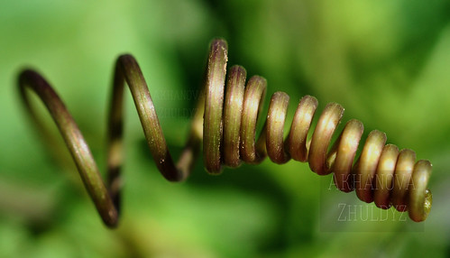 The spiral that heard how cried violin. | by Estela027