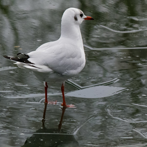 Thin ice, pensive gull