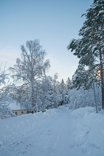 dsc5193 sverige västernorrland ångermanland väja latn62 ° 5818lon e17 °42″ nature winter snow snö kategori3snöstorm atranswe