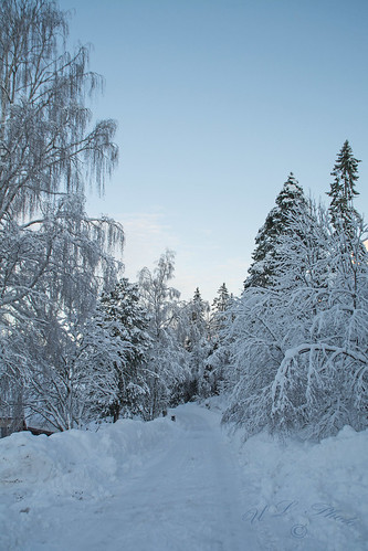 dsc5192 sverige västernorrland ångermanland väja latn62 ° 5818lon e17 °42″ nature winter snow snö kategori3snöstorm atranswe