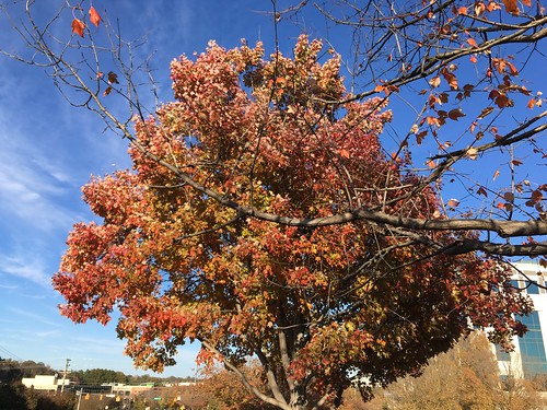 maple tree red leaves foliage fall autumn midnovember 2018 mmxviii greensboro north carolina gate city photography picture smartphone camera snapshot outside outdoors nature natural outdoor beauty southern united states america usa tar heel state image buildings background blue sky partial view friday afternoon