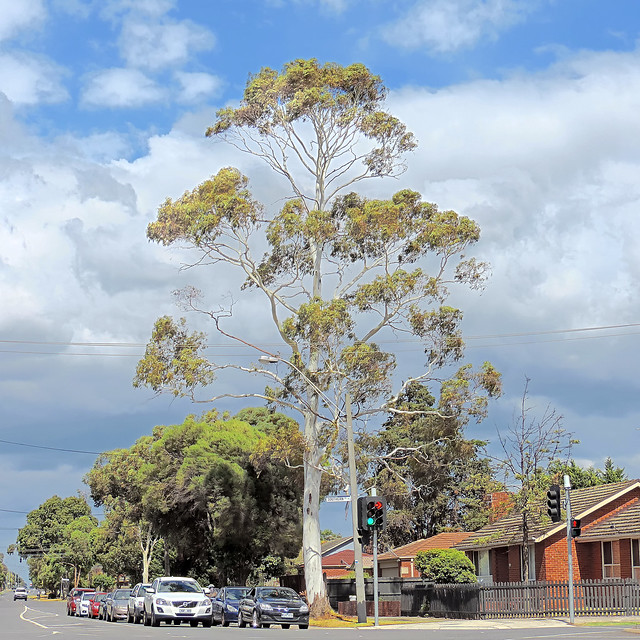 MELBOURNE 2014 - Trees   (#2021.40 in series) - Melbourne VIC AU  16Mar2014 sRGB web
