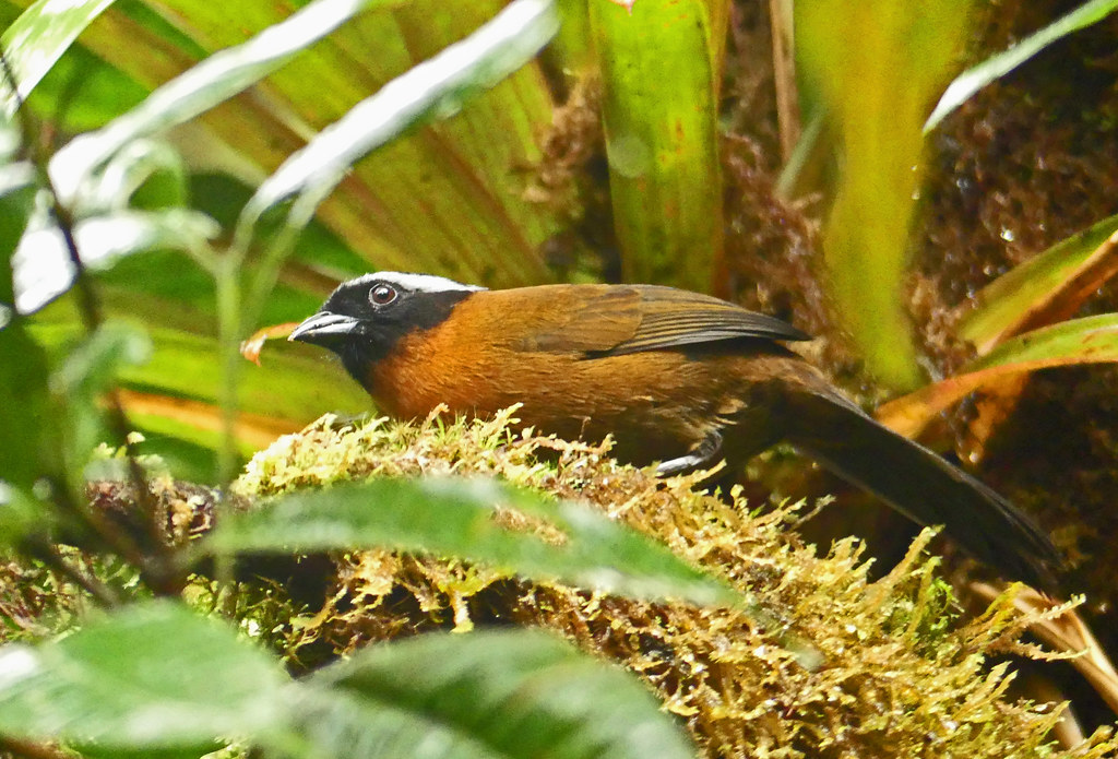 Gorrión Tangarino, Tanager Finch (Oreothraupis arremonops)
