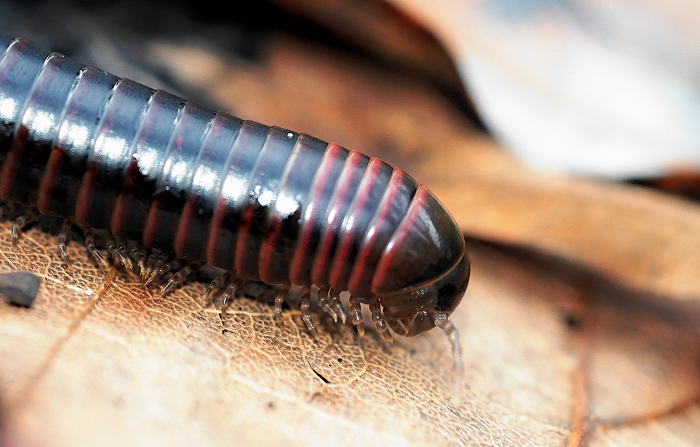 Millipede