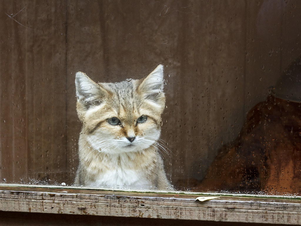 Rare Sand Cat Kittens Delight Visitors In Israel