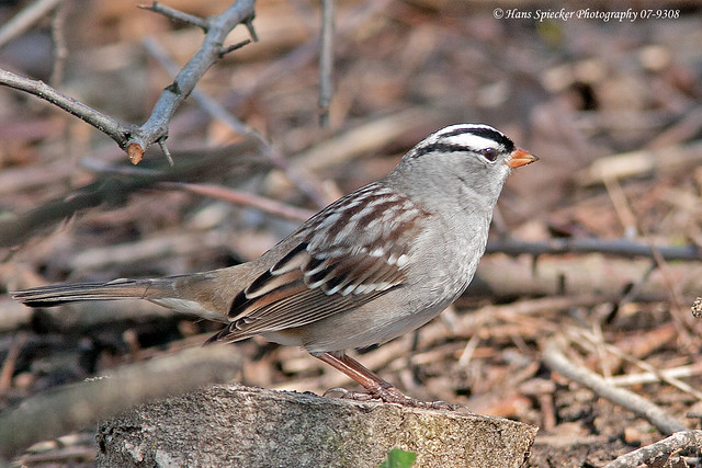 White-crowned Sparrow 07-9308
