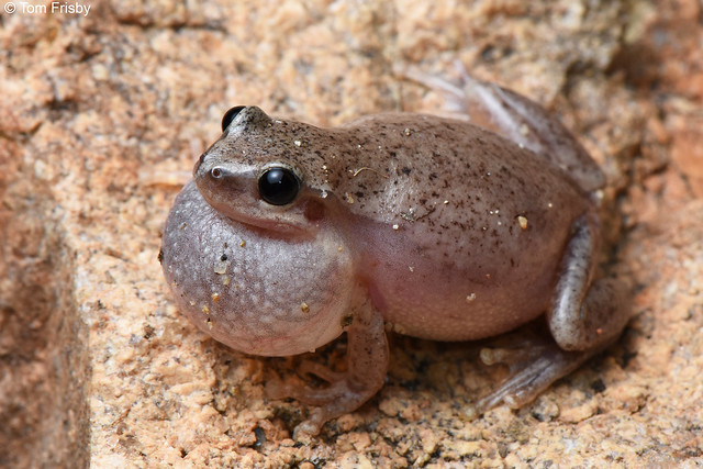 Litoria rubella (Naked Tree Frog)