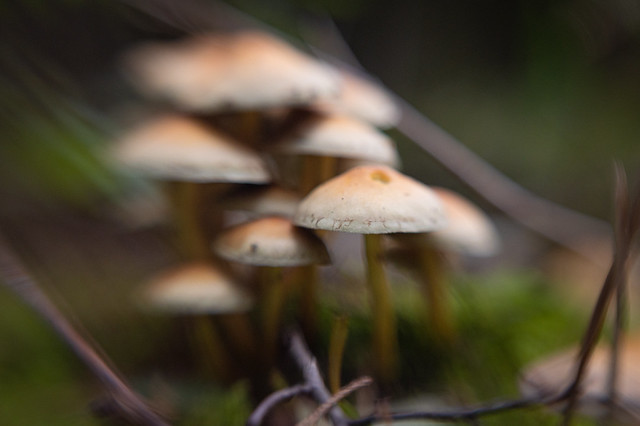 A mushroom family hiding in the moss