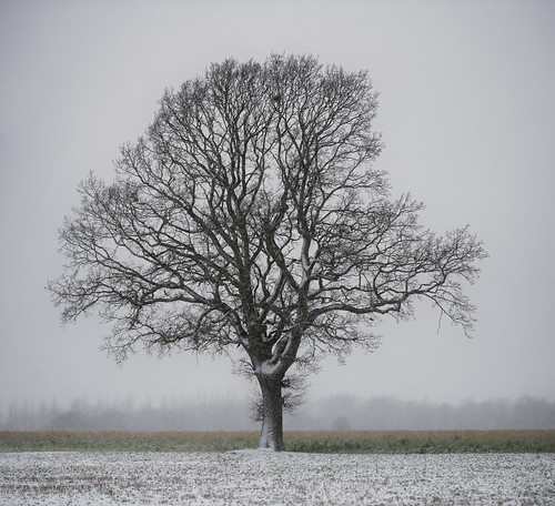 winter oak norfolk landscape snow nikon d850 sigma 135mm f18 art jonathan casey photography
