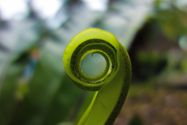 curled fern leaf - Batu Ferringhi, Penang Island, Malaysia